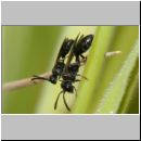 Mimumesa unicolor - Grabwespe 01b 7mm Paarung OS-Hollage-Lehmgrube - det.jpg